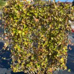 Brečtan popínavý (Hedera helix) ´HIBERNICA´ výška: 120-130 cm, šírka 100 cm, kont. C45L - ŠPALIÉRA